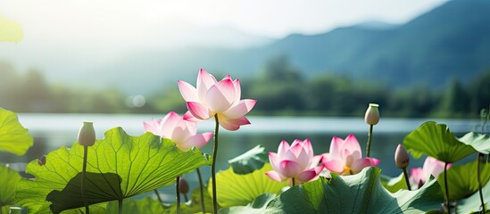 Fototapete - Beautiful lotus flowers blooming in a peaceful pond set against a majestic mountain scenery. with copy space image. Place for adding text or design