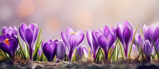 Aufkleber - Vibrant violet crocuses blooming in the springtime on a sunny day in a natural field setting. with copy space image. Place for adding text or design