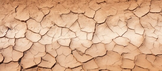 Aufkleber - Close-up view of a cracked wall surface with a small plant growing, highlighting the textured details. with copy space image. Place for adding text or design