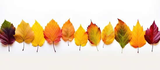 Aufkleber - Diverse range of colorful fall foliage in close-up view, isolated for a white background display. with copy space image. Place for adding text or design