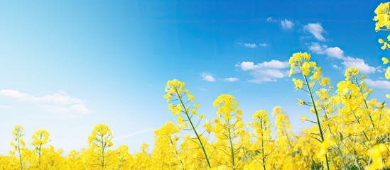 Aufkleber - Field of vibrant yellow flowers basking in sunlight against a serene blue sky backdrop. with copy space image. Place for adding text or design