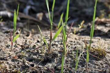 Sticker - grass in the ground