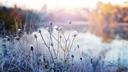 Canvas Print - Frost-covered dry plants near the river on a frosty autumn morning