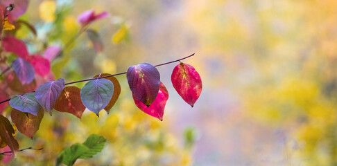 Wall Mural - A tree branch with colorful autumn leaves in the forest on a blurred background