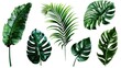 © vefimov - A collection of colorful tropical leaves on a clean white background, ideal for use in design and art projects