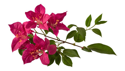 Bougainvillea Flower Plant Isolated on Transparent Background 