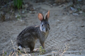 Sticker - rabbit in the woods