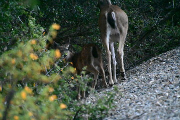 Poster - deer in the forest