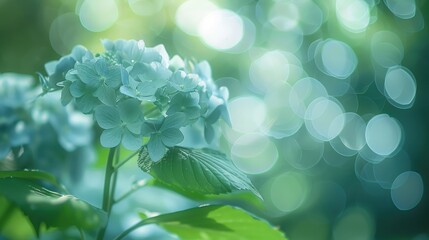 Wall Mural - Shallow Depth of Field Photography of Hydrangea arborescens Flowers