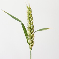 Young green wheat ear plant over plain background