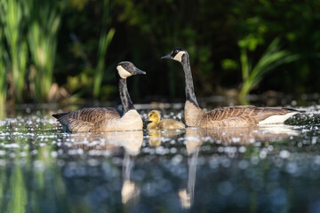 Poster -  Canada goose (Branta canadensis) family