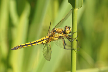 Wall Mural - Closeup on a female Black tailed darter dragonfly, Orthetrum cancellatum perched in vegetation