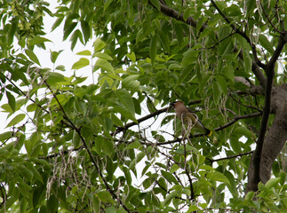 Wall Mural - cedar waxwing prepping a nest