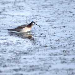 Poster - Close-up of a Wilson's Phalarope wading in shallow water, showcasing its plumage and reflection.