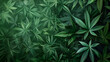 © Arma - Lush green cannabis leaves with natural texture and vibrant foliage background. Ideal for nature, health, and medicinal usage designs, with copy space