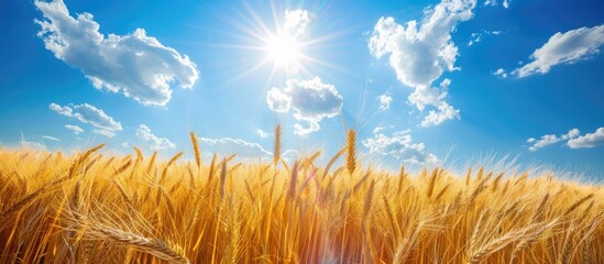 Wall Mural - Field of golden wheat under a sunny sky