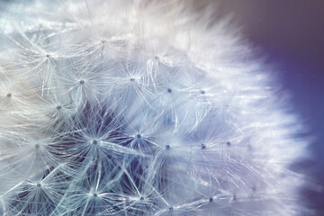 Wall Mural - white dandelion with umbrella seeds on a colored background, natural textures
