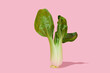 © Juan Moyano/Stocksy - shanghai bok choy on a pink background