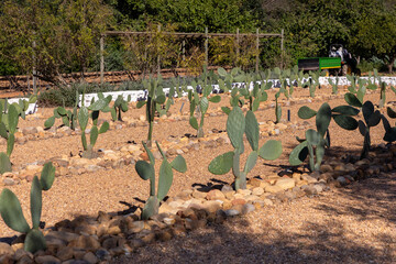 Wall Mural - Small scale prickly pear organic farming in an arid area. 
Plants planted in rows. 