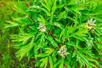 Wall Mural - Close-up view of a peony bush after flowering with swollen buds and raindrops on the leaves.