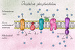 © Elena Saurius & Dani Rex/Stocksy - Illustration of a electron transport chain