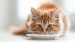 © Naret - A fluffy orange tabby cat drinking milk from a saucer in a bright, white room. The cat's eyes are wide and focused, creating a cute and serene scene.