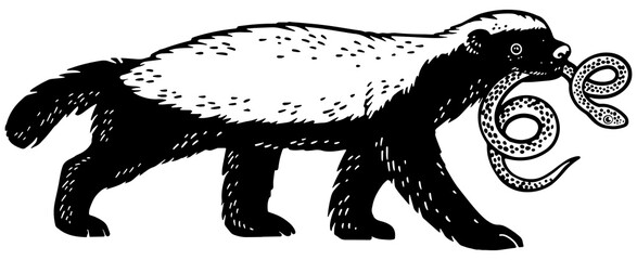 Wall Mural - Honey badger ratel with snake in mouth animal sketch engraving PNG illustration. T-shirt apparel print design. Scratch board imitation. Black and white hand drawn image.