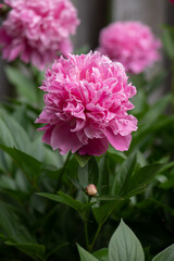 Sticker - pink double peony bush