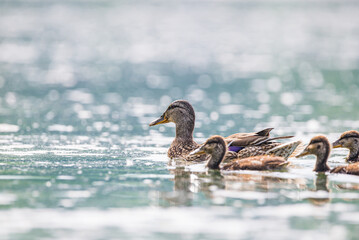 Mom duck with baby ducklings in Baraba sandpit quarry near Melnik, Czech republic in Spring