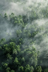 Wall Mural -  Fog in  Forest Aerial view Generative AI