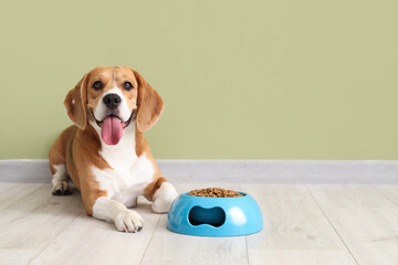 Canvas Print - Adorable Beagle dog lying with bowl of dry food near green wall at home