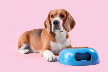 Canvas Print - Cute Beagle dog lying near bowl with dry food on pink background