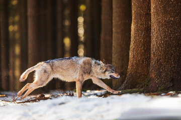 Wall Mural - Eurasian wolf (Canis lupus lupus) running in the woods in the snow