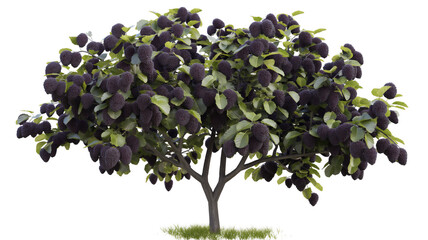 Wall Mural - Tree laden with clusters of dark, spherical berries and green leaves against a white background.