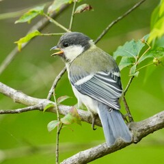 Canvas Print - japanese tit in a forest