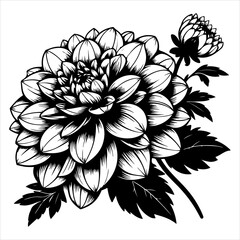 Wall Mural - Dahlia flower black outline illustration.