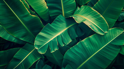Wall Mural - A lush green leafy plant with a few leaves that are slightly yellow