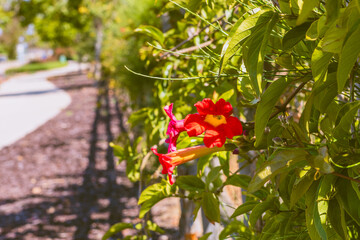 Wall Mural - Trumpet vine (Campsis radicans) in bloom with beautiful red flowers. The trumpet vine can quickly blanket fences, stone walls, structures