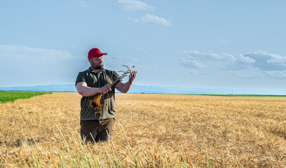 Wall Mural - Farmer checking up on ripe wheat crops