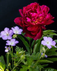 Wall Mural - Flowers in garden