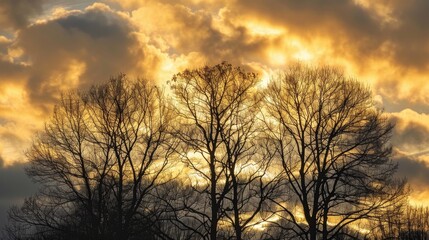 Wall Mural - Silhouetted trees against golden sunset clouds