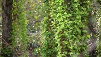 Sticker - Florida subtropical jungles with green palm trees and wild vegetation in southern USA. Dense rainforest ecosystem