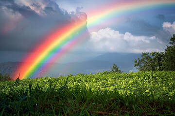 Wall Mural - A vibrant rainbow over a lush meadow, capturing a joyful state of mind.