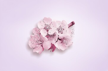 Wall Mural - Pink fresh aroma cherry blossom branch