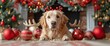 © GenVision - A Golden Retriever Dog With Festive Reindeer Antlers, Ready For Christmas, HD