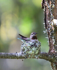 Wall Mural - hummingbird in the nest