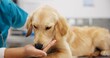 © CineLens/peopleimages.com - Pet care, hands and dog with person in veterinary in consultation office for growth, wellness and examination. Puppy, support and animal clinic for golden retriever assessment, help or checkup visit