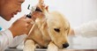 © peopleimages.com - Ear, otoscope or dog with woman vet in consultation room for pet health, check or hearing assessment. Animal shelter, charity or volunteer with golden retriever puppy exam, inspection or treatment