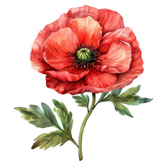 Poster - a poppy clipart, floral element, watercolor illustration, vivid red, isolated on white background tr