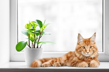 Wall Mural - Cute domestic cat lying on windowsill at home